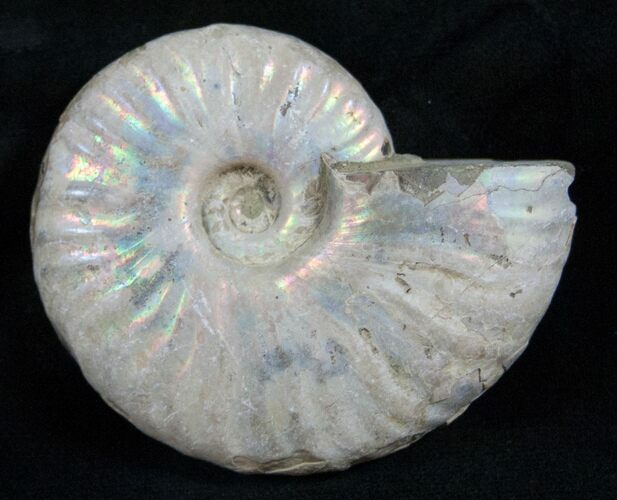 Silver Iridescent Ammonite - Madagascar #13699